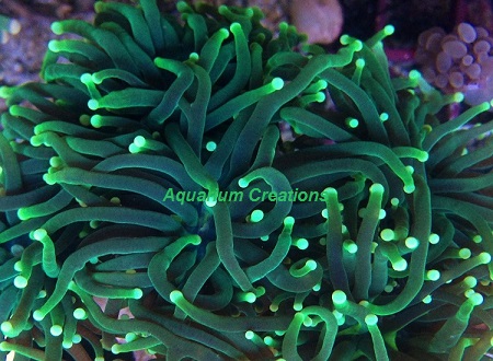 Picture of Metallic Green Torch Coral, Australia